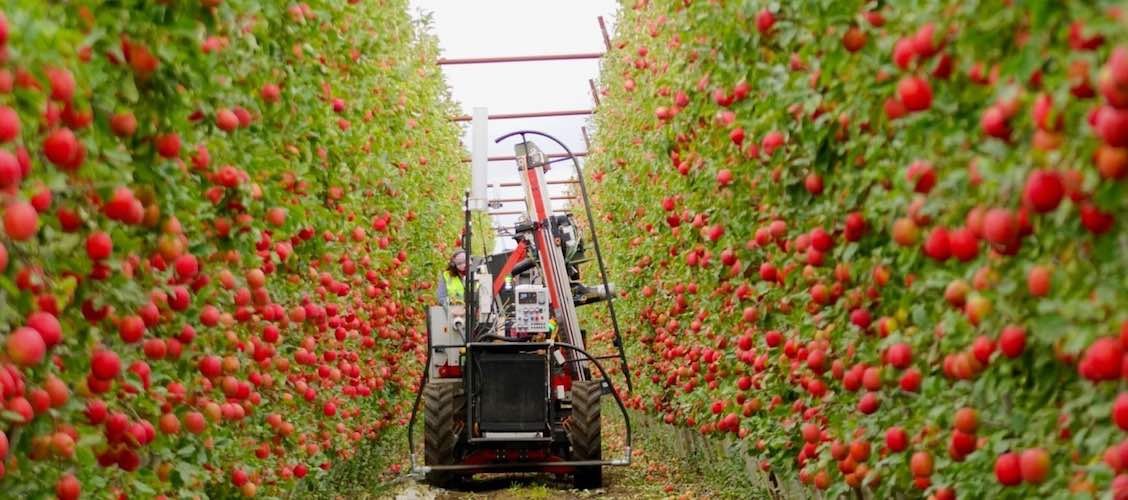 Smart Multifunctional Tomato Harvesting Robot