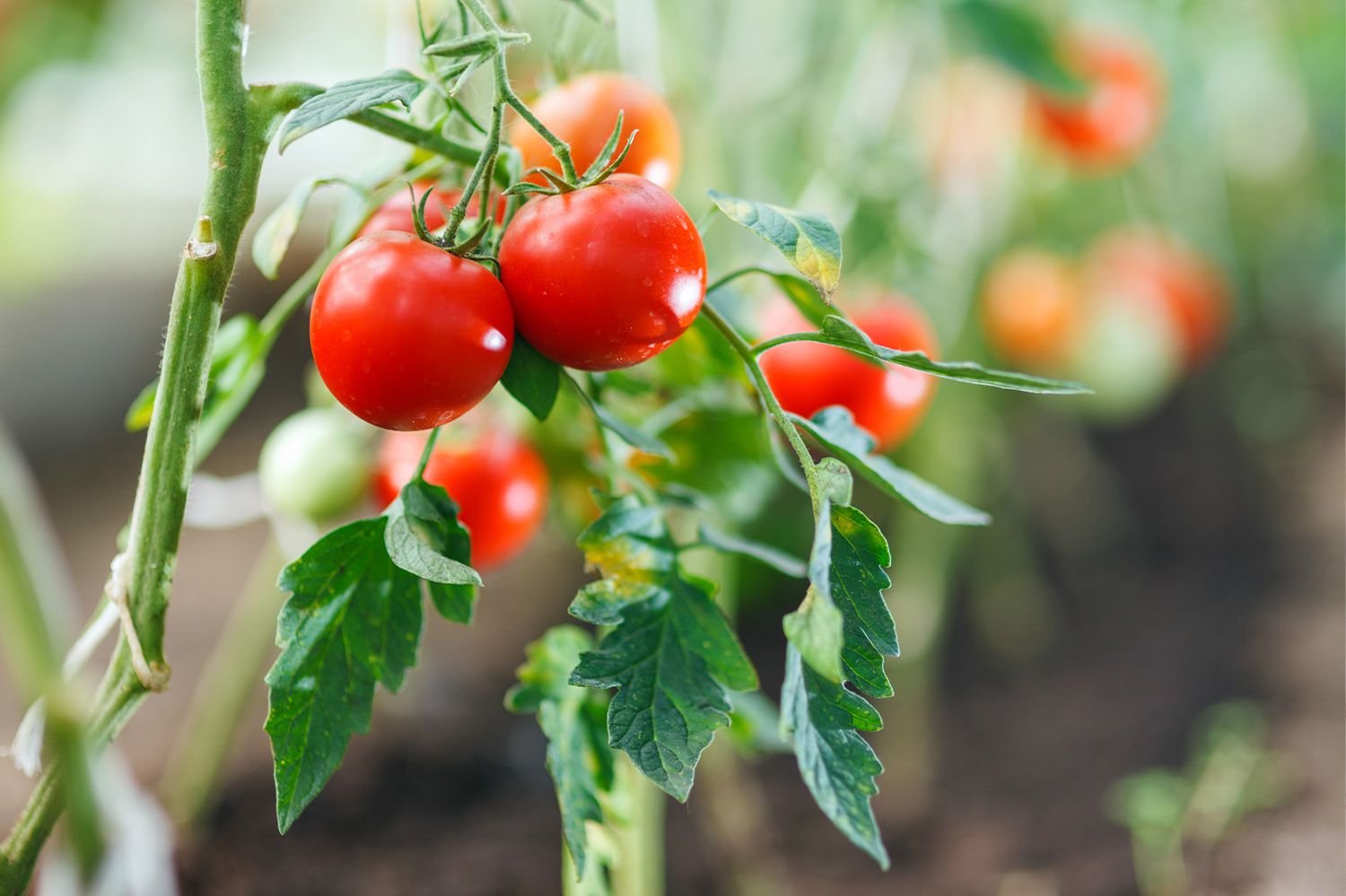 Best & Successful Tomato Cultivation Process